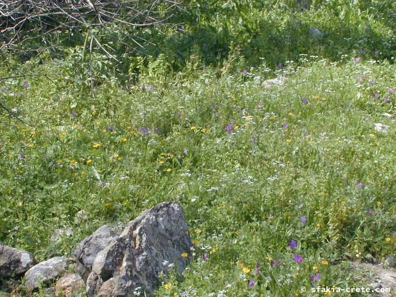 Photo report of a visit around Sfakia, Sougia and Loutro, southwest Crete, April 2007